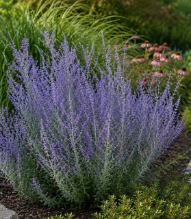 Perovskia atriplicifolia 'Blue Steel'